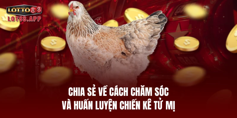 Chia sẻ về cách chăm sóc và huấn luyện chiến kê tử mị