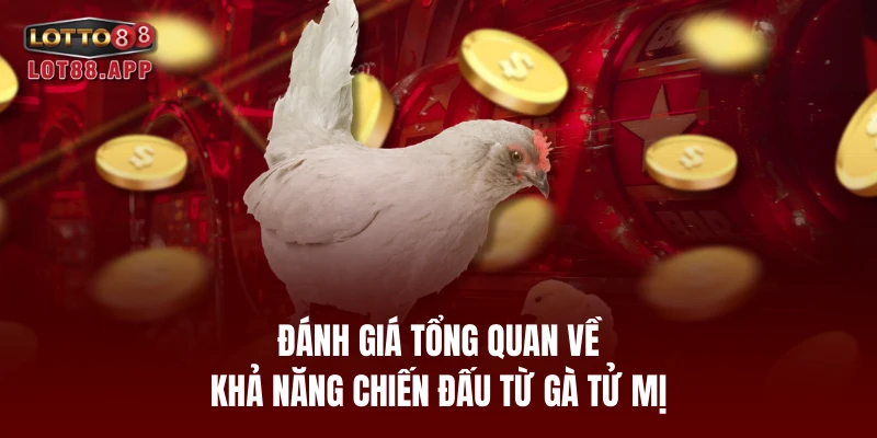 Đánh giá tổng quan về khả năng chiến đấu từ gà tử mị