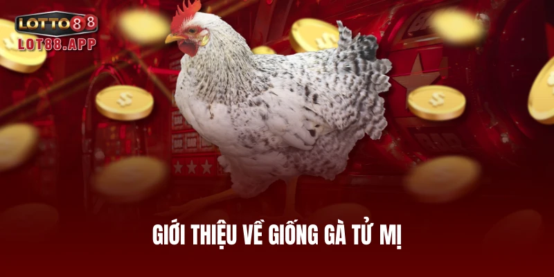 Giới thiệu về giống gà tử mị