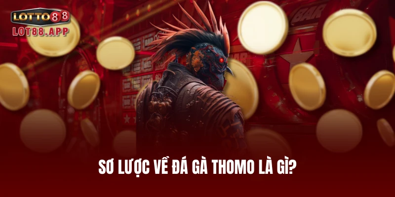 Sơ lược về đá gà Thomo là gì?