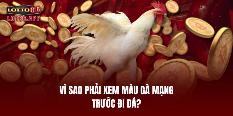 Vì sao phải xem màu gà mạng trước đi đá?